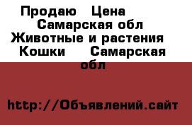 Продаю › Цена ­ 500 - Самарская обл. Животные и растения » Кошки   . Самарская обл.